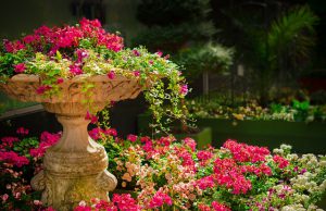 Ogrod z różowymi kwiatami